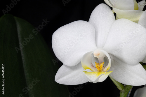 Close-up macro photos of a white orchid flower