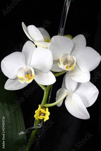 Close-up macro photos of a white orchid flower