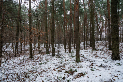 Fototapeta Naklejka Na Ścianę i Meble -  zima, las zimą, drzewa w śniegu, 