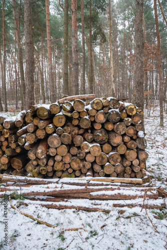 drewno, ścięte drzewa, ścięte drzewa ułożone w lesie, ścięte drzewa zimą, las zimą, drzewo na opał