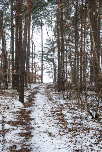 Droga przez zimowy las, ścieżka przez las, leśna droga leśna ścieżka, ścieżka  © Follow the Sun