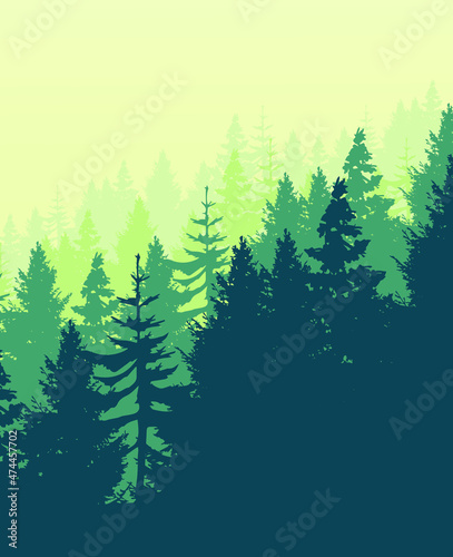 Pine forest scenery