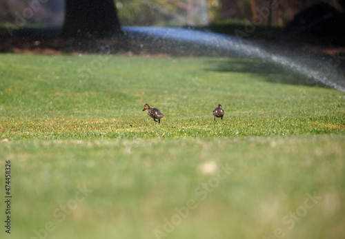ducklings running under a sprinkler at a park in Adelaide, South Australia © Passing  Traveler