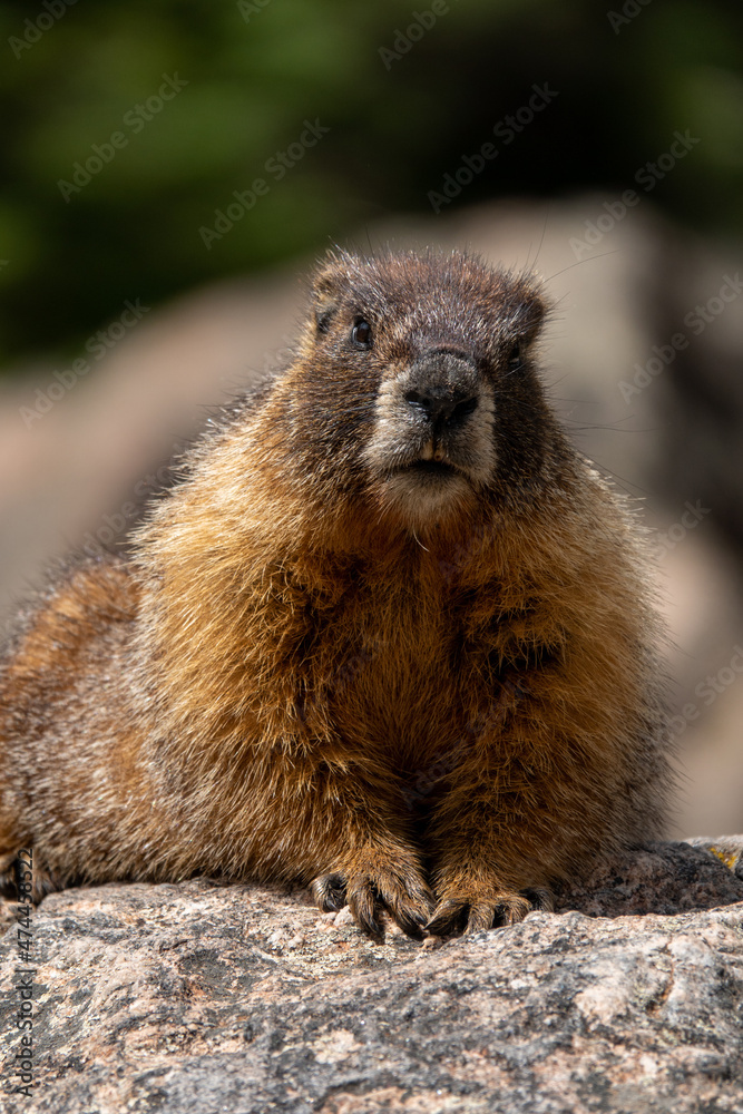 Wild marmot at Rocky Mountain National Park Wild marmot at Rocky Mountain National Park