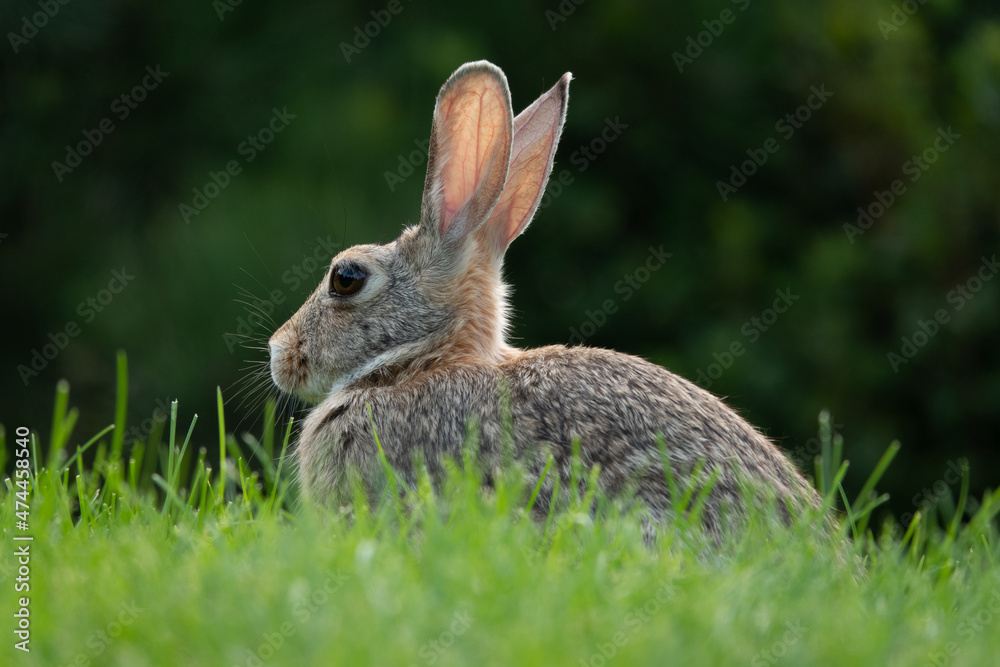 Wild rabbit in green grass, shallow depth of field Wild rabbit in green grass, shallow depth of field