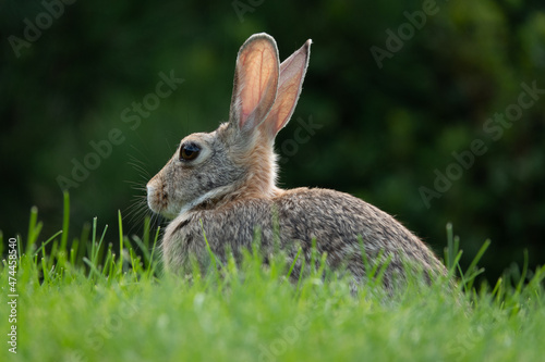 Wild rabbit in green grass  shallow depth of field