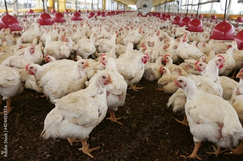 eunapolis, bahia, brazil - october 23, 2009: Chicken rearing on a farm farm in the city of Eunapolis.