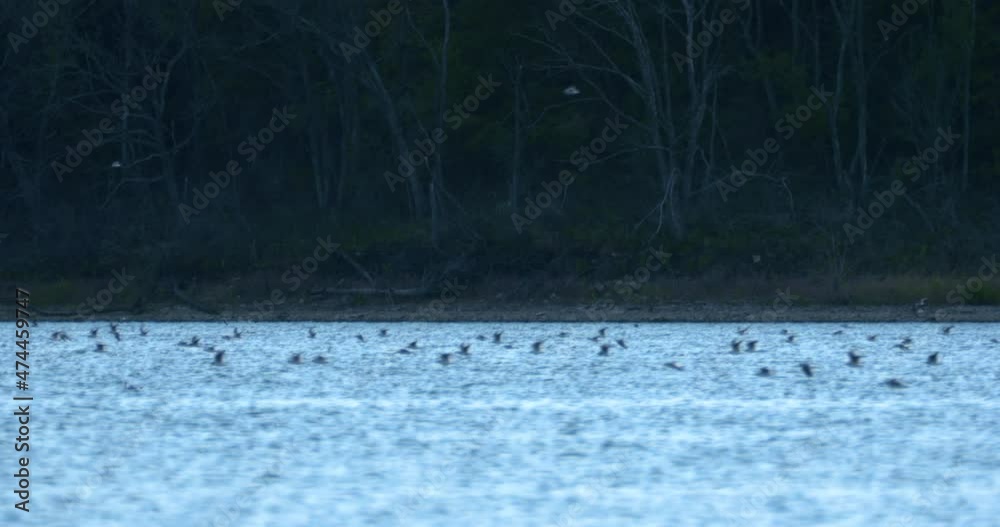 birds stream across the surface of a lake at dusk birds stream across the surface of a lake at dusk