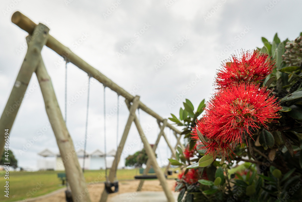 Pohutukawa tree in full bloom in summer at Milford beach playground. New Zealand Christmas Tree. Pohutukawa tree in full bloom in summer at Milford beach playground. New Zealand Christmas Tree.