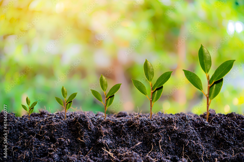 Small trees of different sizes growing on green background concept Small trees of different sizes growing on green background concept