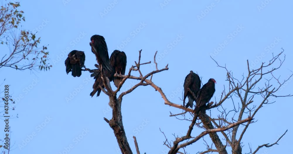 six turkey vultures hang out in the limbs of a barren tree six turkey vultures hang out in the limbs of a barren tree