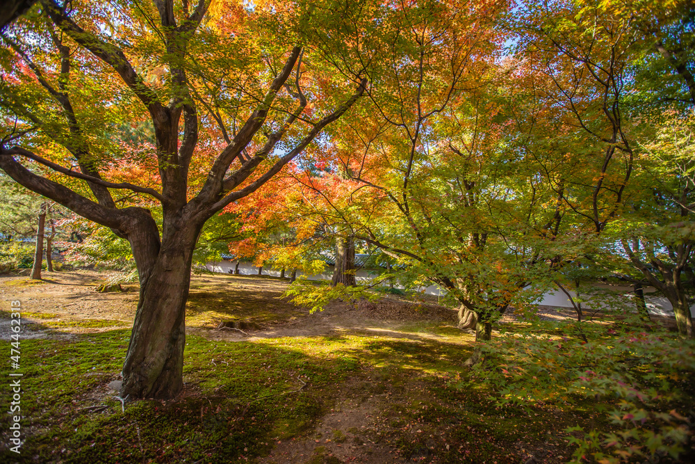 京都　 東福寺の紅葉