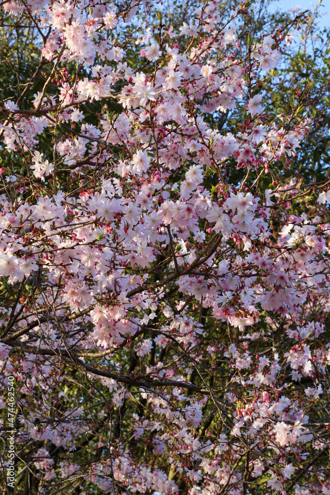 平野神社の十月桜