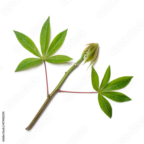 young cassava or manihot plant foliage, also known as manioc, yuca or brazillian arrowroot, root vegetable plant isolated on white background
