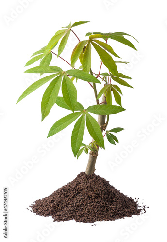young cassava or manihot plant with soil, also known as manioc, yuca or brazillian arrowroot, root vegetable plant isolated on white background photo