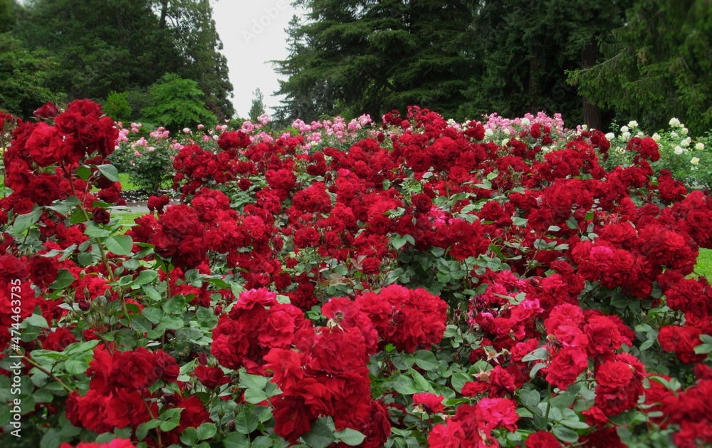 Red Rose Flowers In A Park Garden