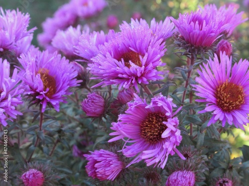 Closeup Purple Aster Flowers In A Park Garden