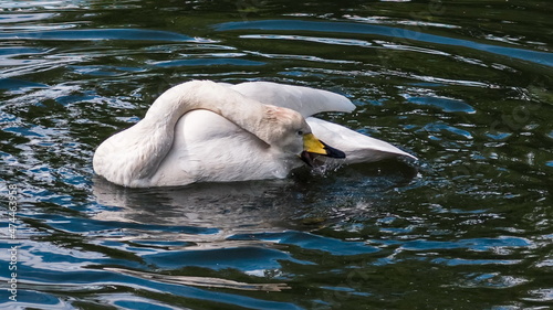 Fototapeta Naklejka Na Ścianę i Meble -  white swan swimming in the water