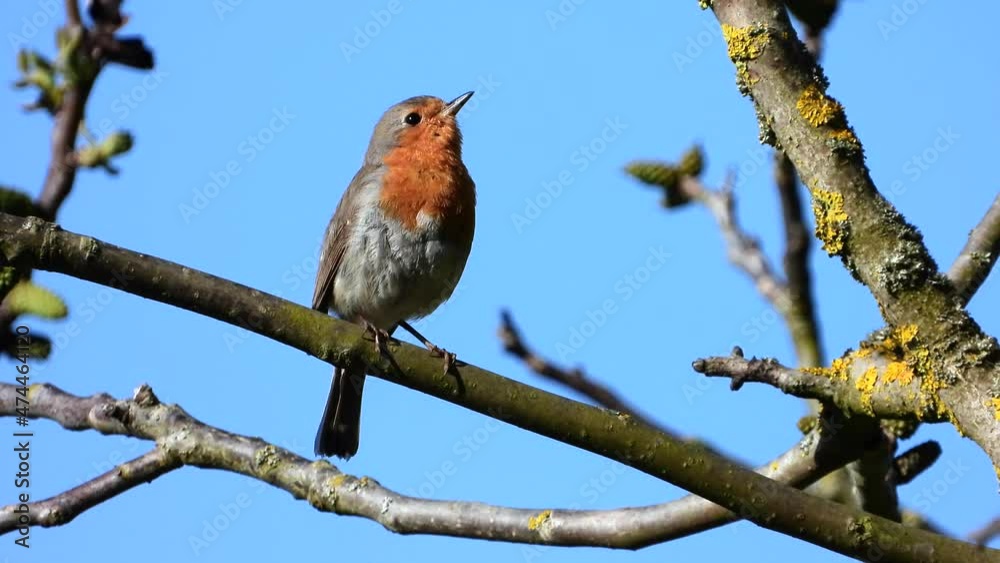Rotkehlchen (Erithacus rubecula) Rotkehlchen (Erithacus rubecula)