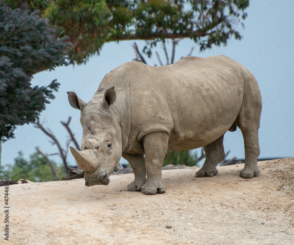Naklejka premium rhino in the zoo