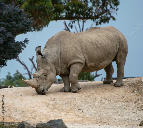 rhino in zoo