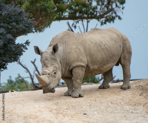 Vászonkép rhino in the zoo