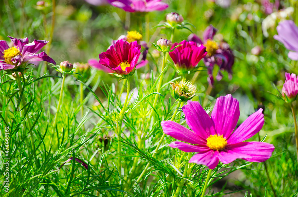 Beautiful dark pink color cosmos flowers in a botanical garden. Beautiful dark pink color cosmos flowers in a botanical garden.