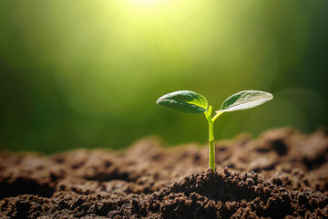 panorama small tree growing with sunrise. green world and earth day concept