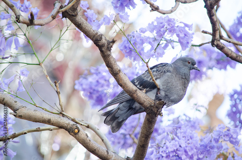 Canvas Print Pigeon bird on Jacarandas tree in spring season at Sydney, Australia