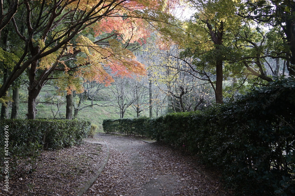 Naklejka premium 散歩道