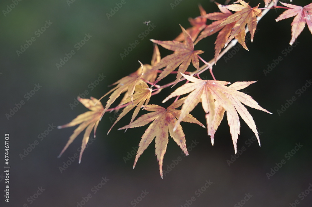 紅葉