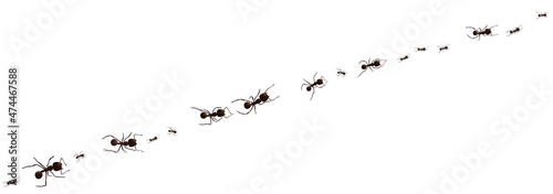 Black ant trail. Working insect curve group silhouettes isolated on white background. Vector illustration.