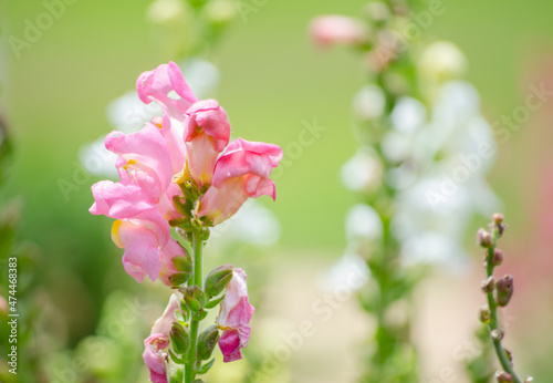 Lovely pink Snapdragons Plant flowers at a botanical garden. © arliftatoz2205