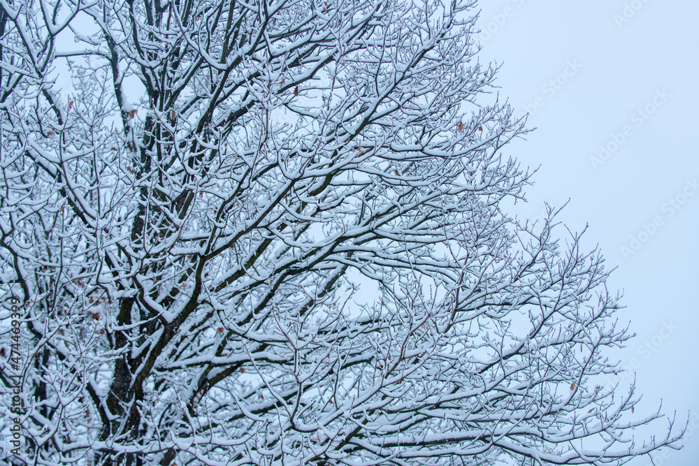 Snow covered branch against snowy background. Tree branch in snow background.