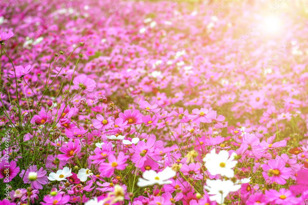 Naklejka premium morning background blur,nature photos of cosmos flowers in the garden