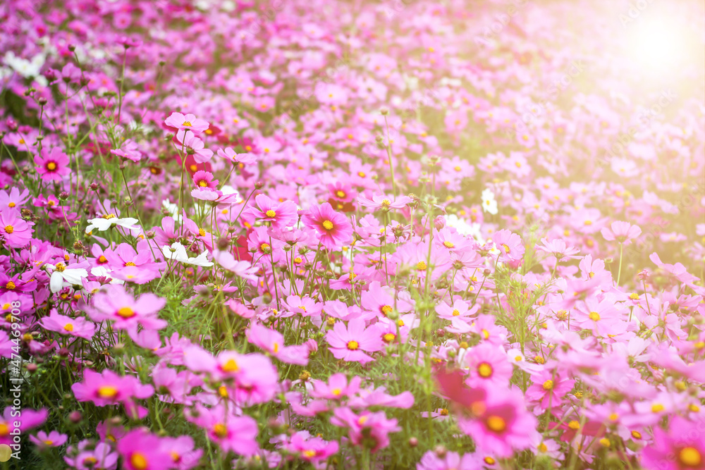 morning background blur,nature photos of cosmos flowers in the garden morning background blur,nature photos of cosmos flowers in the garden