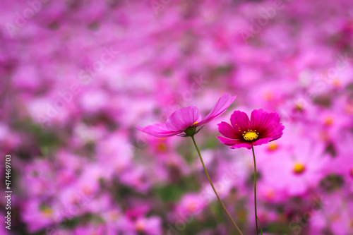nature photos of cosmos flowers in the garden