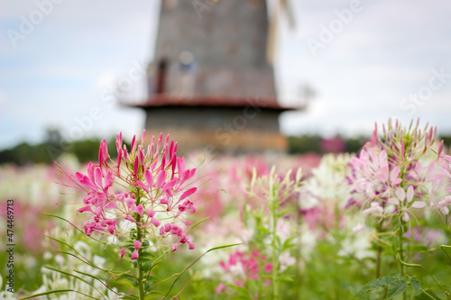 nature pink flowers are beautiful, the name is known spiny spider flower,nature background concept photo