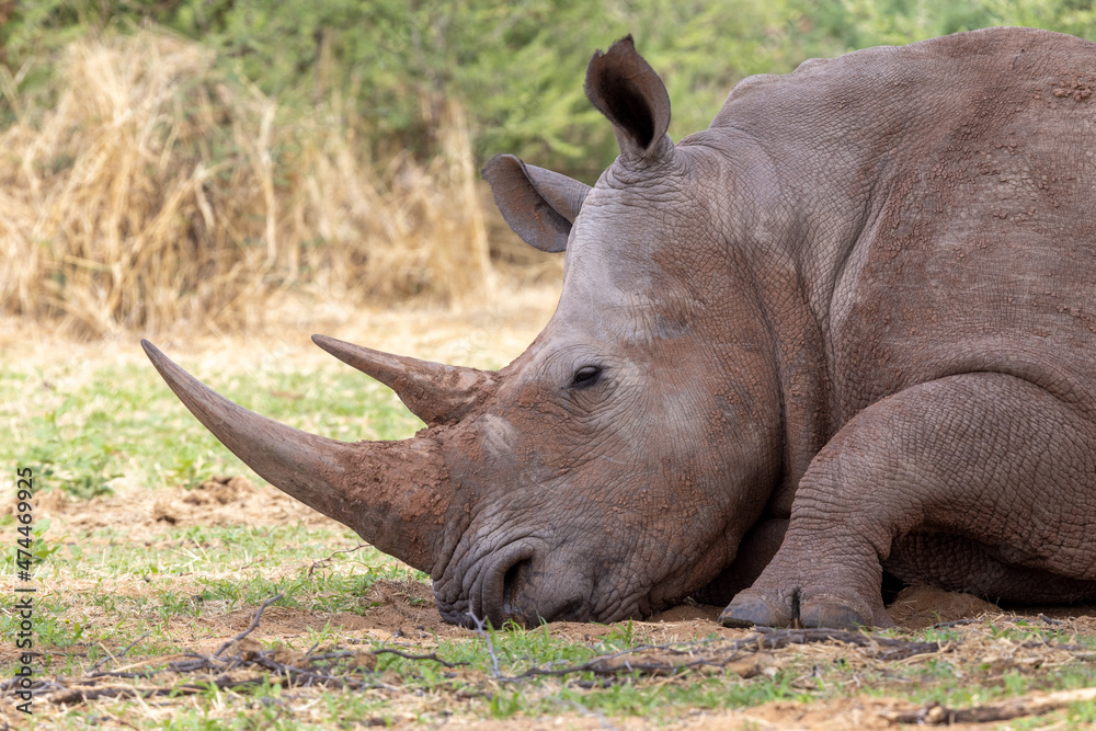 Obraz premium Kopf eines ruhenden Breitmaulnashorn Weibchens in der Seitenansicht