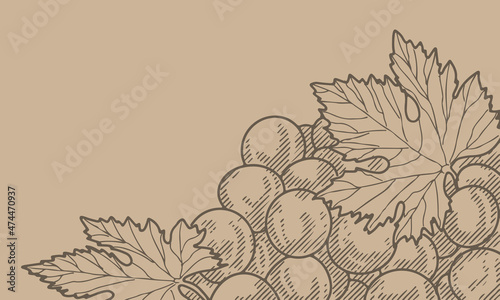 Grape wine, grapes and vines - vector engraved illustration. Vintage bunch of grapes