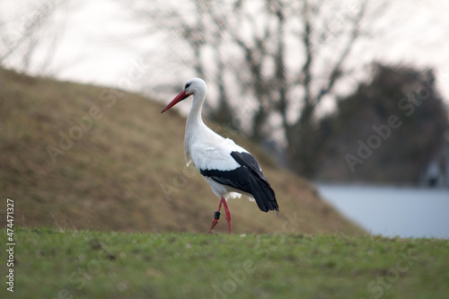 Storch