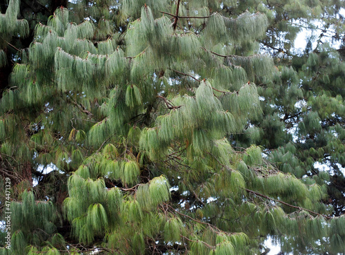 Himalayan Pine, Bhutan Pine botanical name Pinus Wallichiana fully blooms at Singalila National Park in Gorkhay Village, Darjeeling. There are around 50 varieties of pines found across the world. photo
