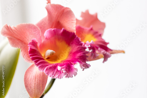 Close-up of Thai orchid on a blurred background  macro photography.