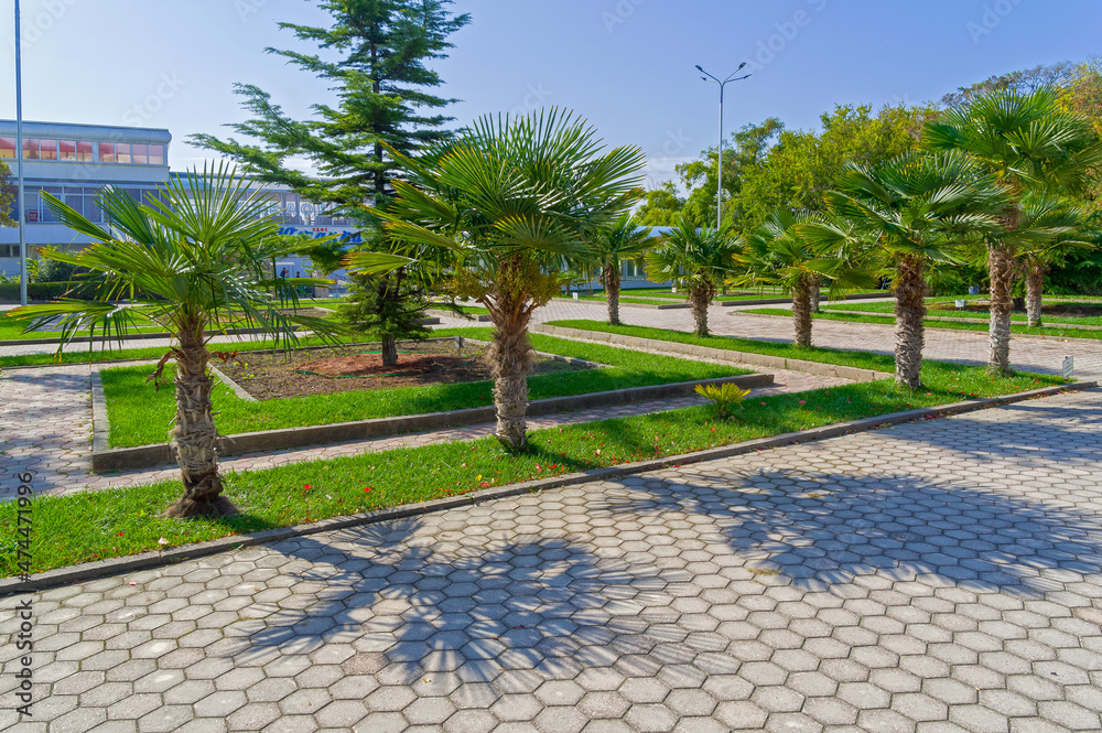 Fototapeta premium Palms in the park