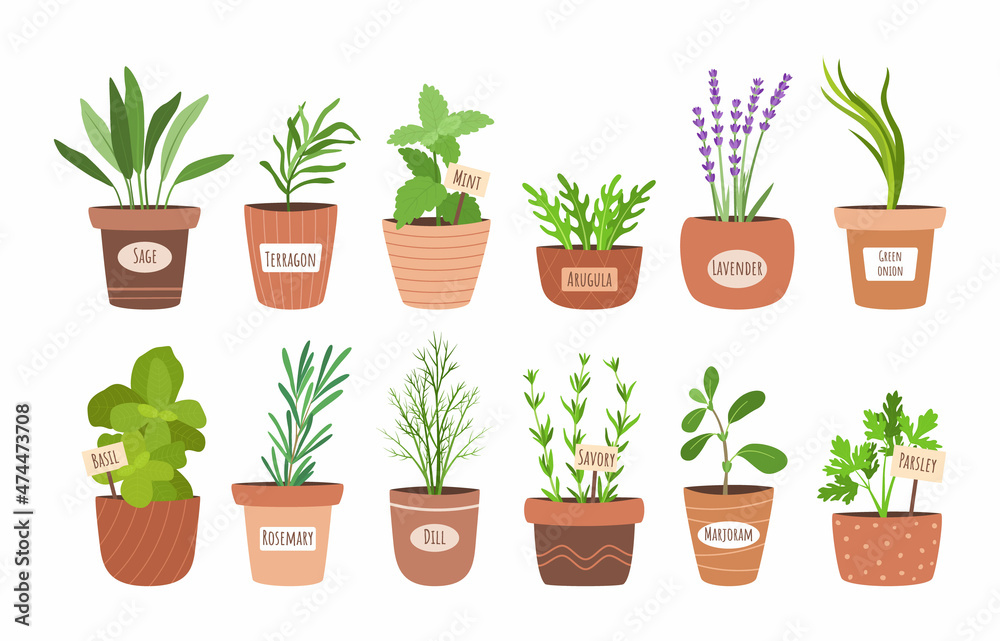 Obraz premium Culinary herbs in pots. Cartoon cooking condiment plants. Kitchen botanical collection. Aromatic dill and onion growing in flowerpots. Salad herbal greenery. Vector food seasoning set