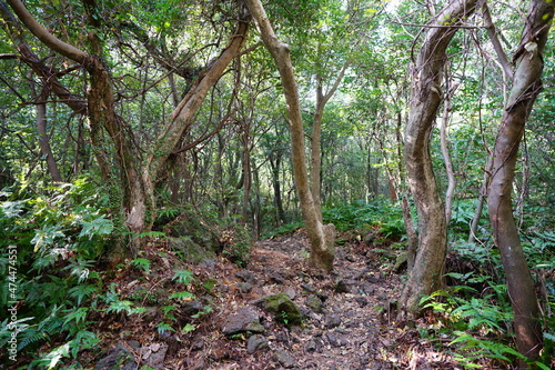a dense forest with old trees and vines