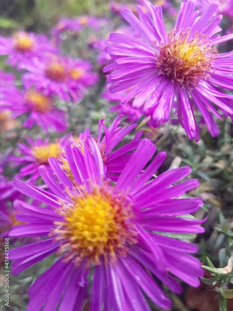 Obraz premium pink and yellow flowers