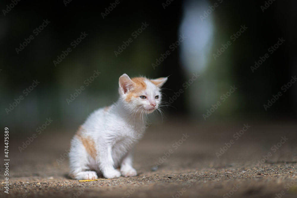 White-red blue-eyed kitten on a dark background outdoors. White-red blue-eyed kitten on a dark background outdoors.