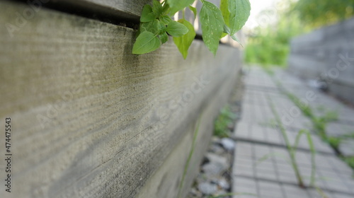 The path between the beds, paving stones in the garden