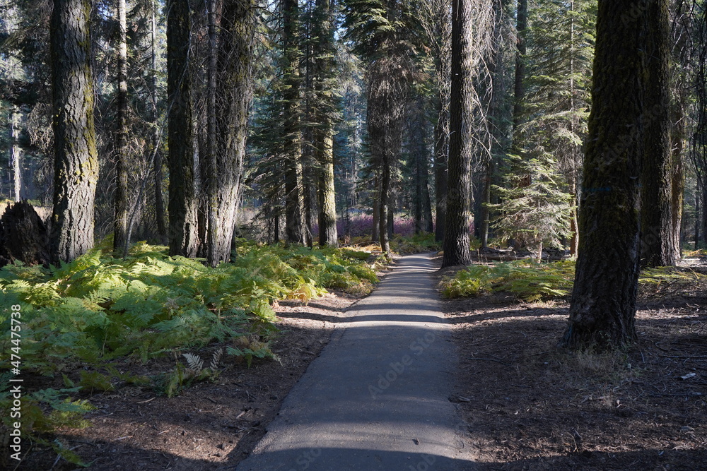 Obraz premium カリフォルニア州 セコイア国立公園 トレイルコース